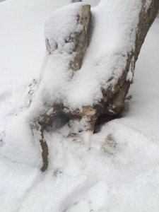 12466255_1020444144663833_8188322775843831629_o