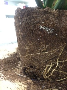 12593825_1022964364411811_4239357192122820271_o