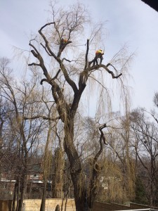 0111fa23bcc4b01943f17a0b83278556