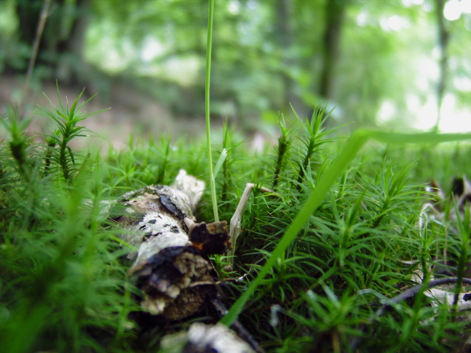 Forest Floor Cohen Master Trees