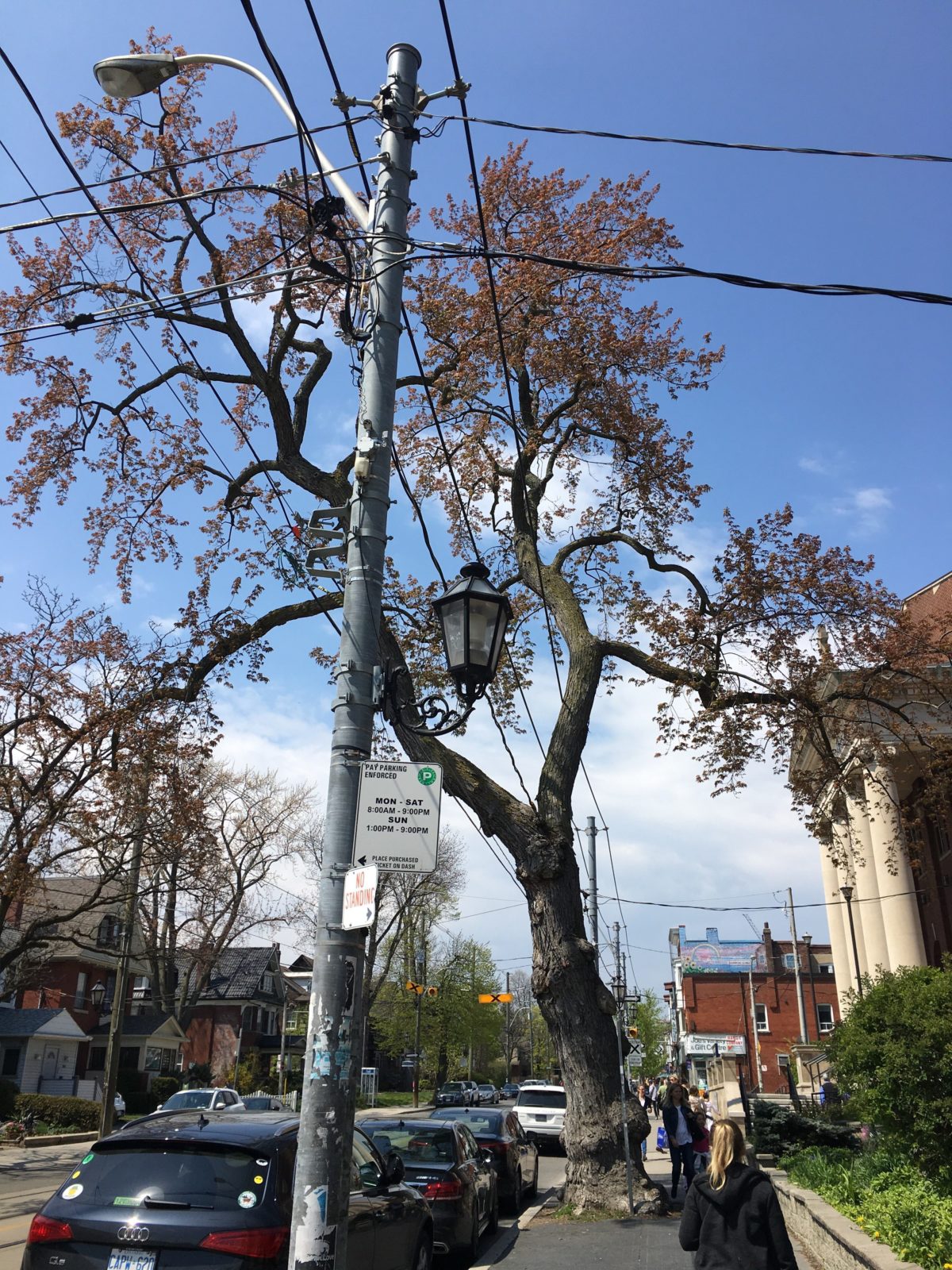 What is a Heritage Tree? Cohen & Master Trees