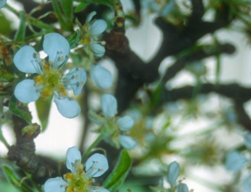 FORCING BRANCHES FOR BEAUTIFUL INDOOR WINTER BLOOMS