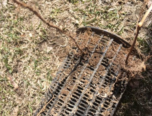 Case Study – Aeration Tubes and Tree Root Growth