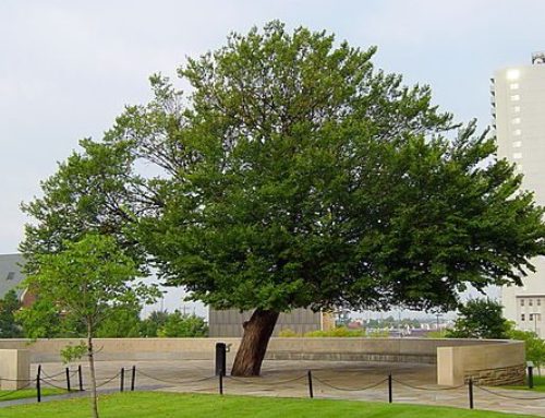 Symbols of Hope – Survivor Trees