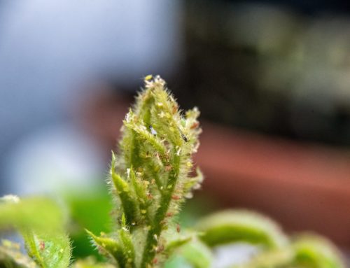 Case Study – Aphidoletes for Aphid Control