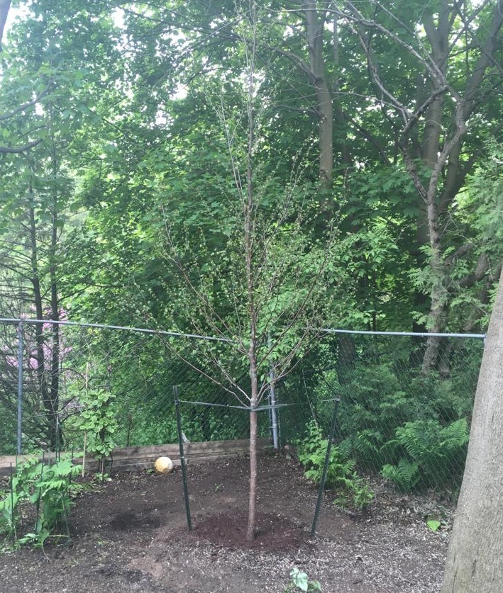 tree planting