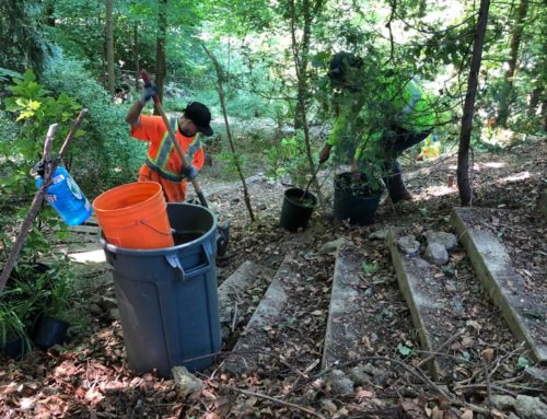 Case Study: Ravine Stewardship and Restoration