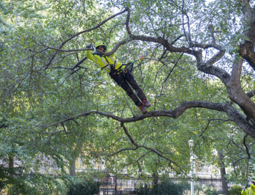 Is it Time to Call an Arborist?