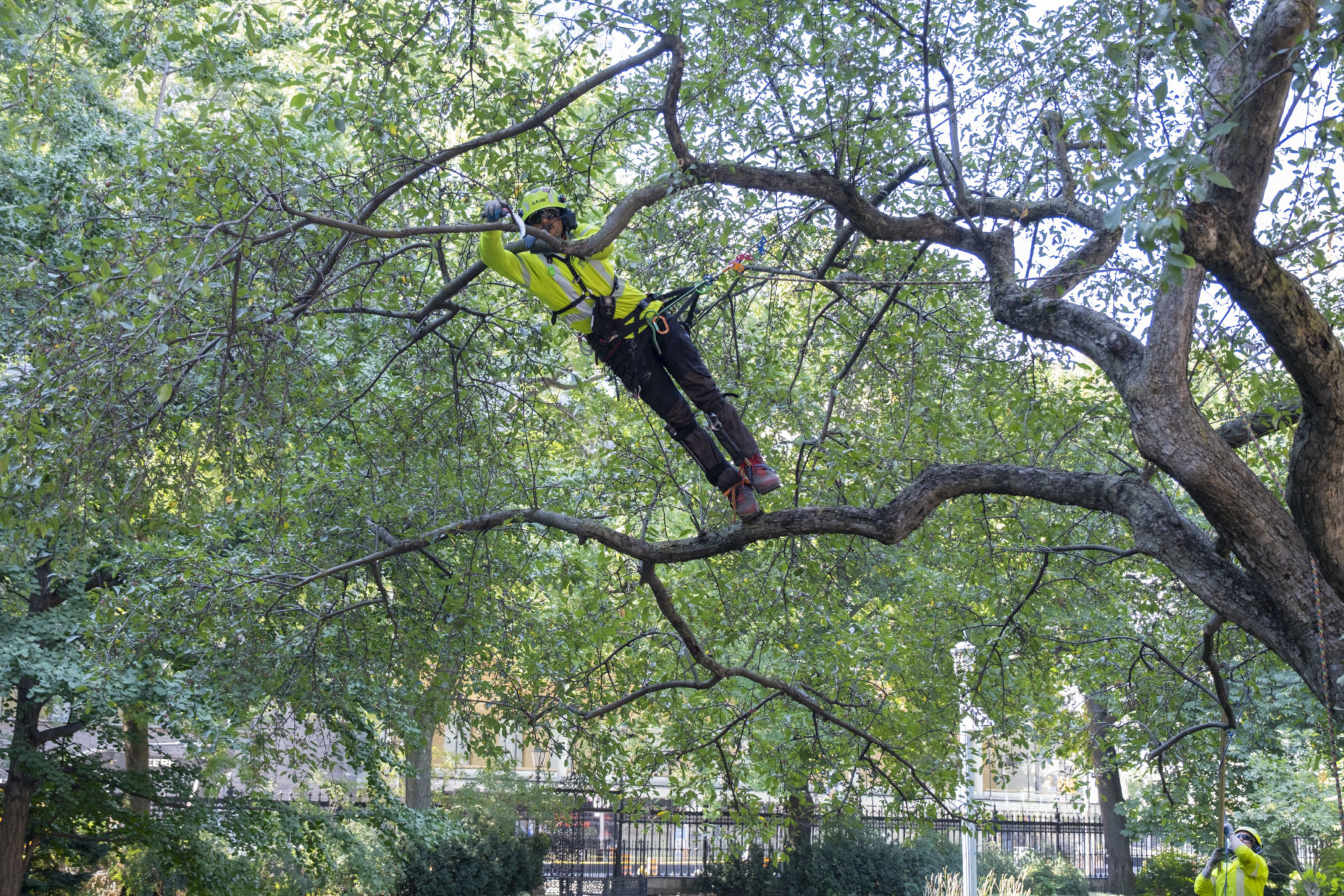 Is it Time to Call an Arborist? - Cohen & Master Trees