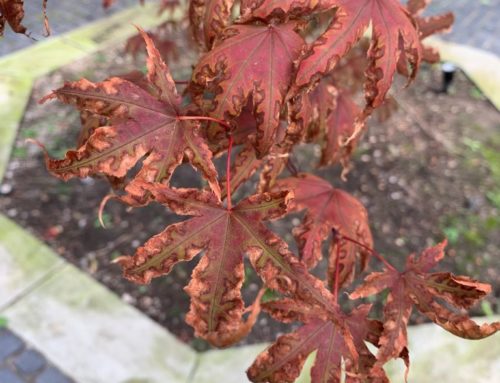 Curling, Damaged Leaves on Your Japanese Maple? Time to give that soil a makeover!