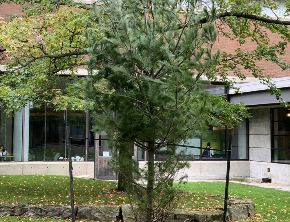 What To Consider When Choosing a Toronto Tree Service Cohen & Master