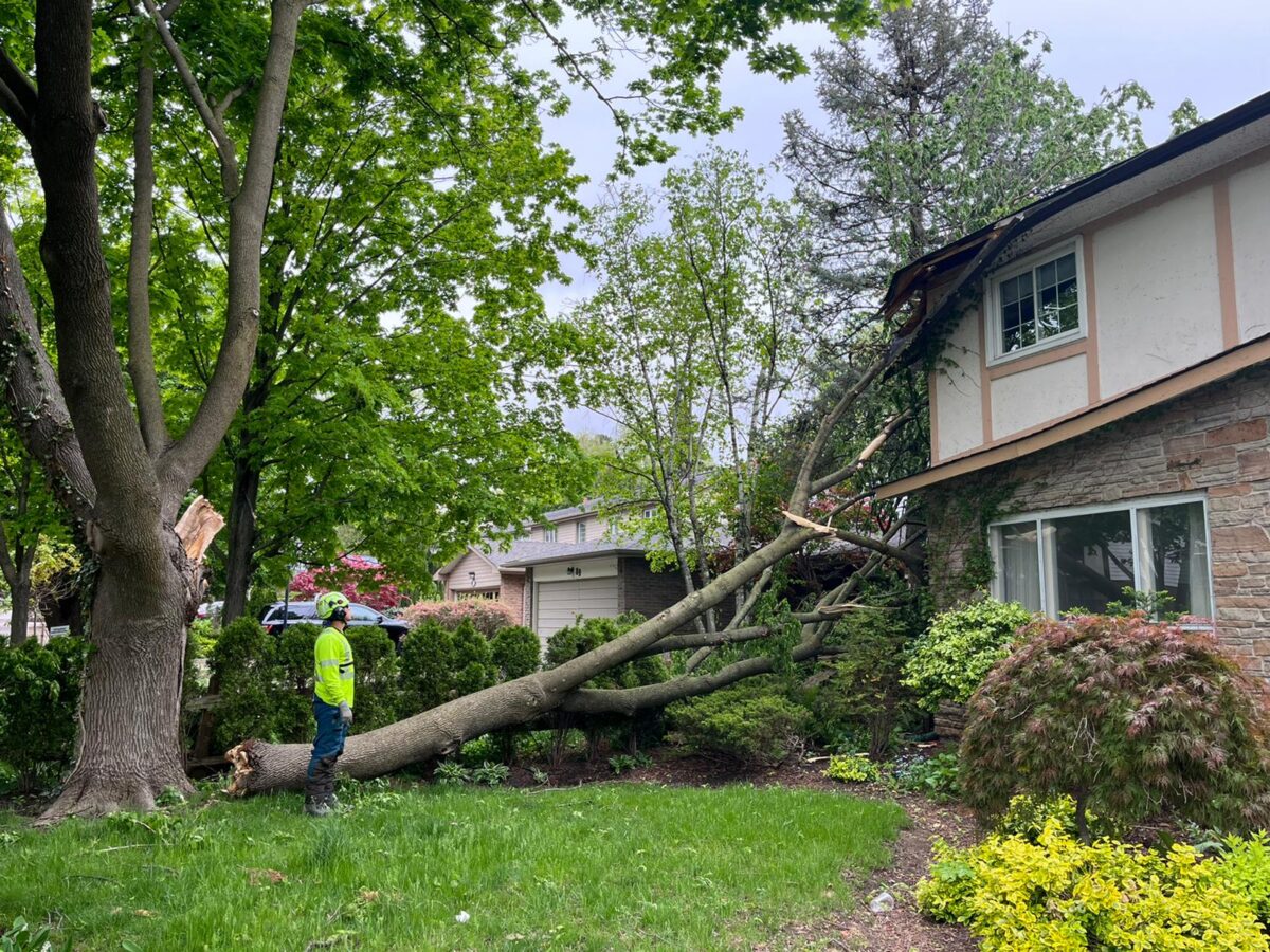 Storm Damage Prevention How to Spot the Signs of Weakness in Your