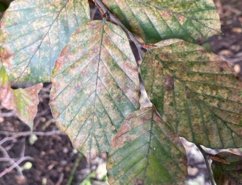 What’s wrong with your Beech hedge, and how to fix it