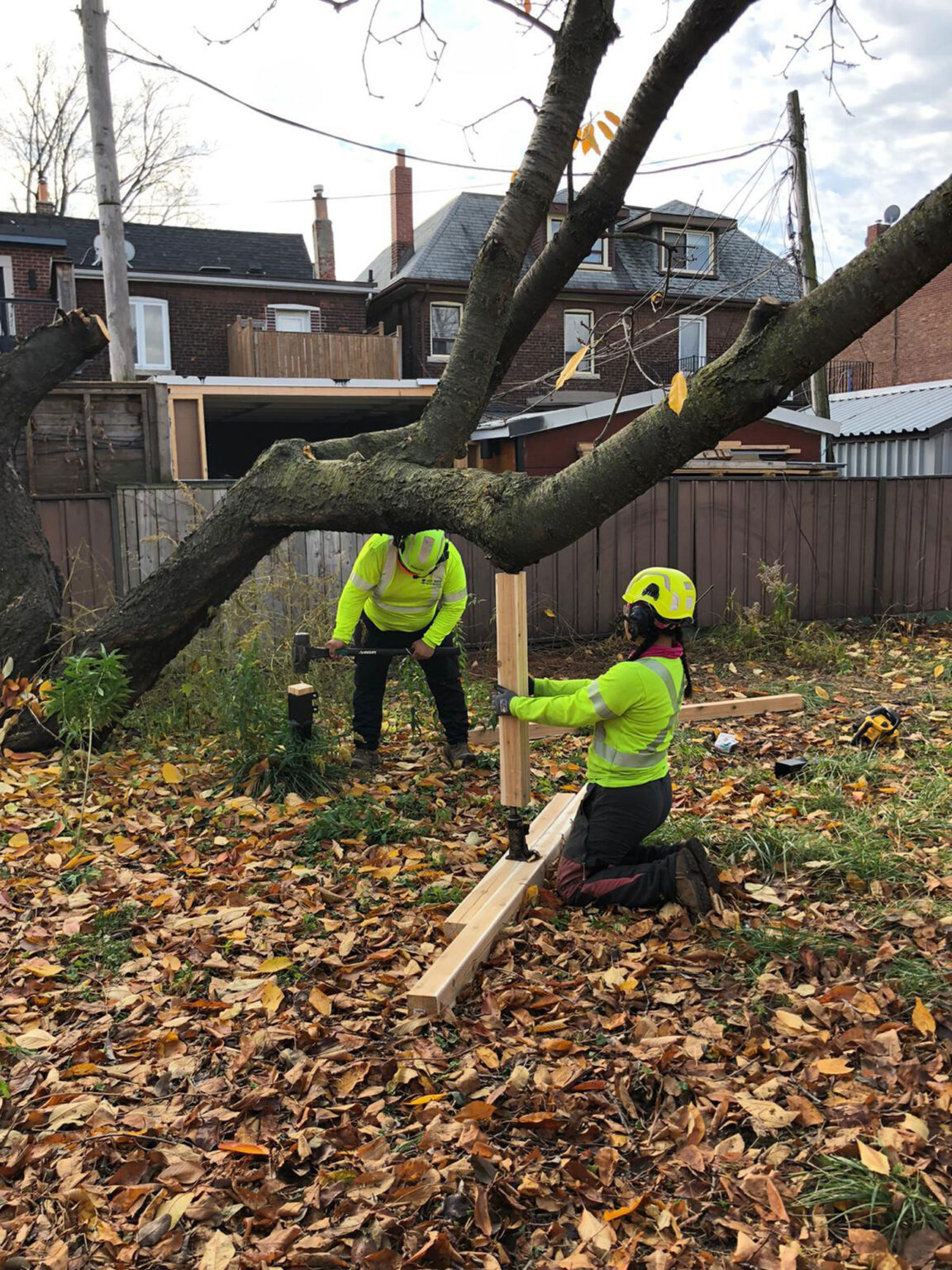 Cabling, Bracing & Supports - Cohen & Master Trees